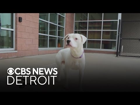 Furry Friday: Meet Zade the cat and Pumpkin the dog – YouTube