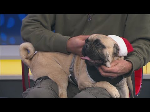Pet of the Week: Beau – YouTube