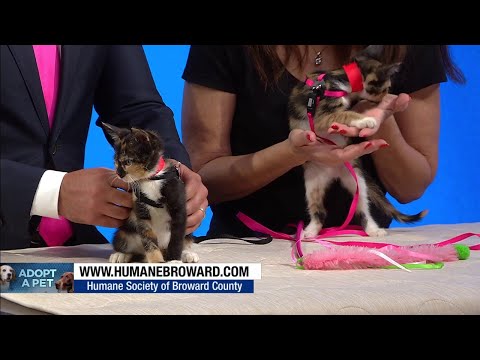 Today's Adopt A Pet: 'Cute little kittens' need forever home – YouTube