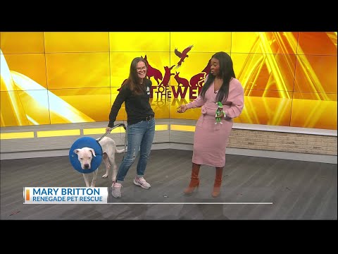 Pet of the week: Meet Mister Mom – YouTube