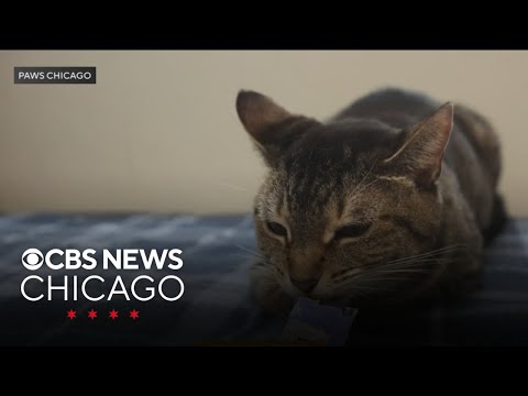 PAWS pet of the week: Paisley – YouTube