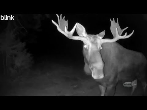 Good Vibes: Dog has the zoomies; Moose spotted on security cam – YouTube