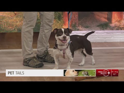 Pet Tails: Meet 'small but mighty' Tank – YouTube