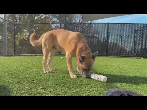 Pet of the week for Dec. 6 – YouTube