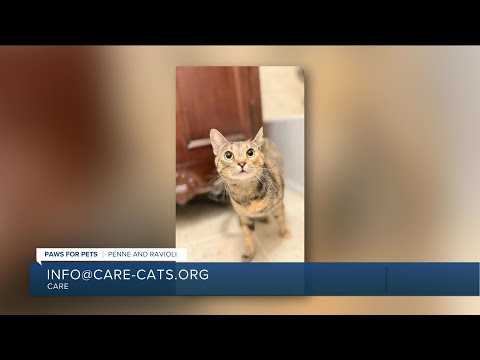 Paws for Pets: Penne and Ravioli, a bonded friendly pair who love to play together