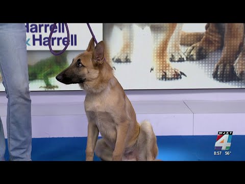 4's Pet Project with Dean – YouTube