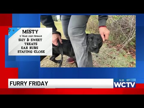Furry Friday: Meet Misty! – YouTube