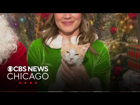Whiskers and Wishes allows people and their pets to celebrate the holidays – YouTube