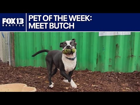 Pet of the Week: Butch – YouTube