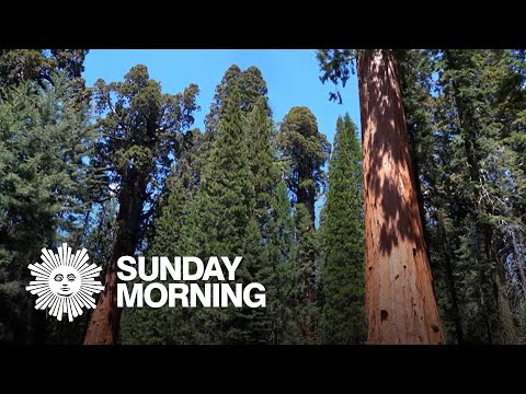 Nature: Sequoia National Park in California – YouTube