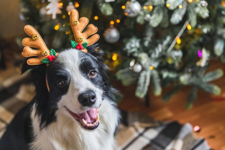 Australians set to spend over $1 billion on pets this Christmas – Pet Industry News