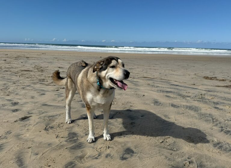 Pets of the Month – Newcastle Weekly