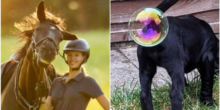 17 delightfully outrageous photos from the Comedy Pet Photo Awards – Upworthy