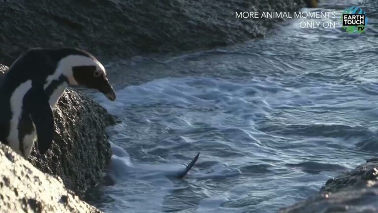 A Day in the Life of a Penguin Colony: From Grass Burrows to the Deep Blue – YouTube