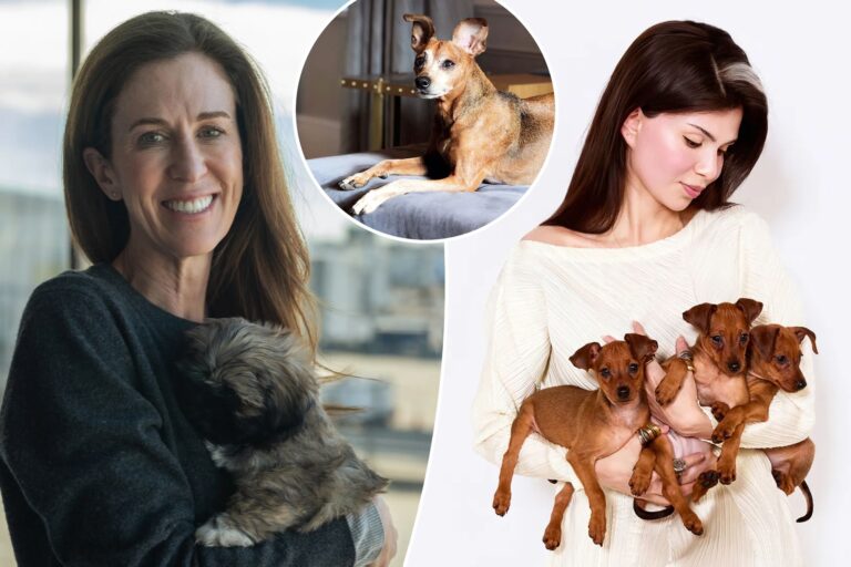 Exclusive | How cloned pets became the hot, new investment for grieving owners