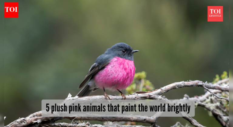 5 adorable pink animals stealing the wildlife spotlight – The Times of India