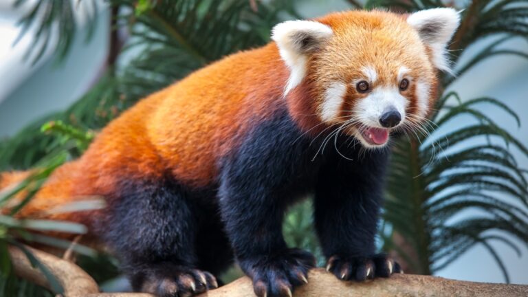 Red panda, guinea pigs, and other animals with totally misleading names