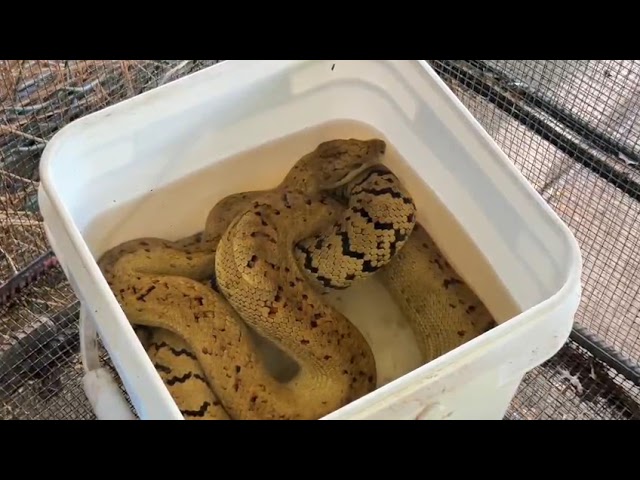 WATCH: Zoo giving 'hope' to displaced Melissa animals – Jamaica Observer