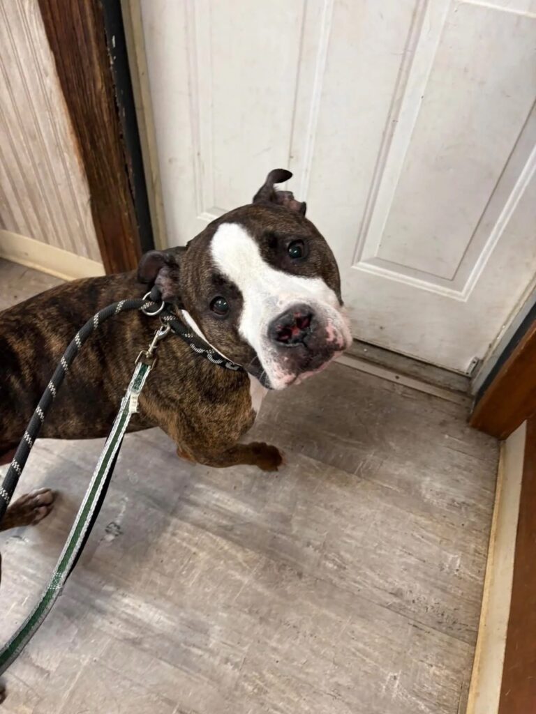 Pet of the Week: Chance at Norman's Place – Sentinel and Enterprise