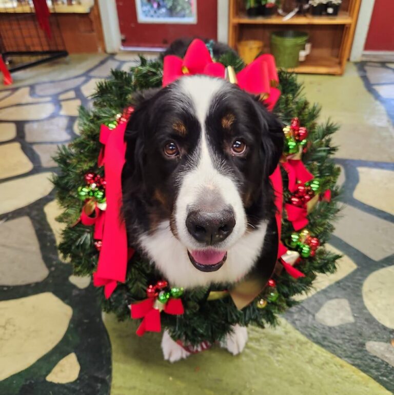 Pet Talk: Commands for dogs – Lowell Sun