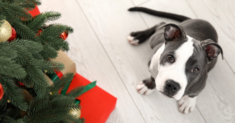 Pit Bull Foster Puppy Dressed up as a Christmas Tree Is the Sweetest Thing – Parade Pets