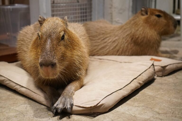 Capybara Cafes Are Fueling A Dangerous Trend In The Exotic Pet Trade – OneGreenPlanet