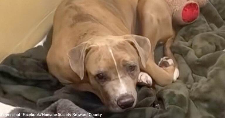 Stressed Shelter Dog Looking for Quiet Home & Someone to Love | The Animal Rescue Site