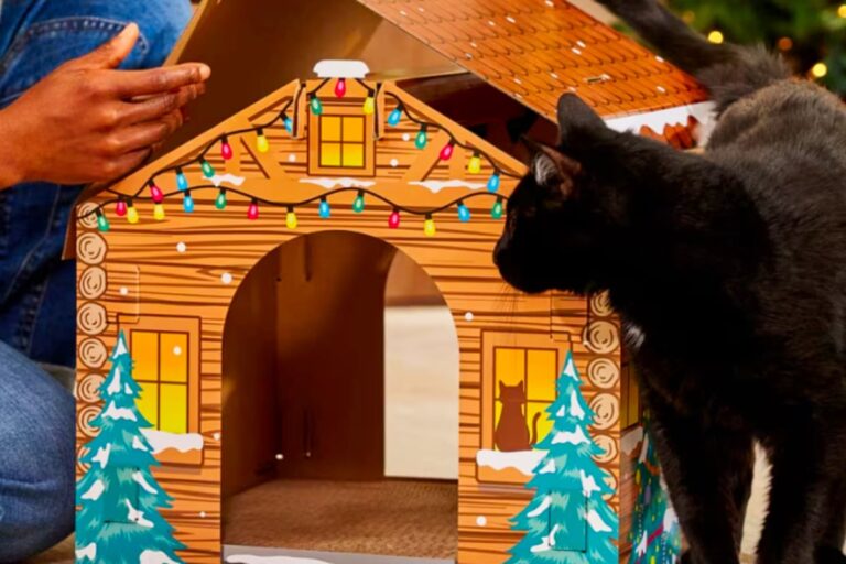 So cute! Chewy's deals on Monday, December 8 are really purr-fect – TAG24