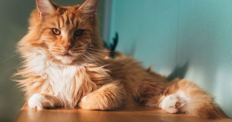 Cat lovers in awe over 'adorable way' pet reacts every time owner returns home – The Mirror