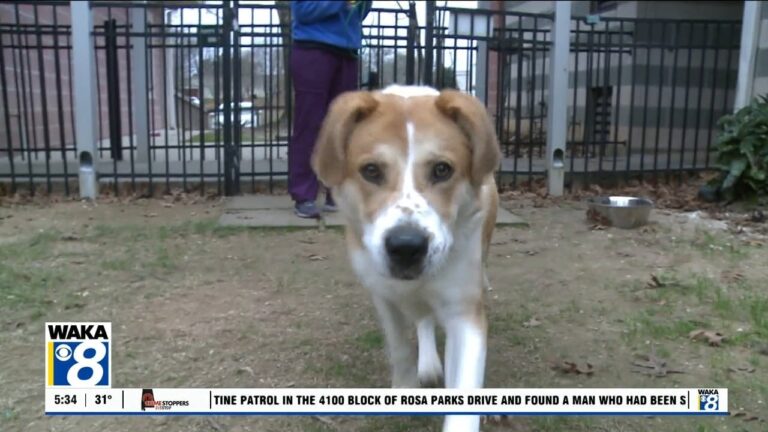 Pets of the Week: January 12 – WAKA 8