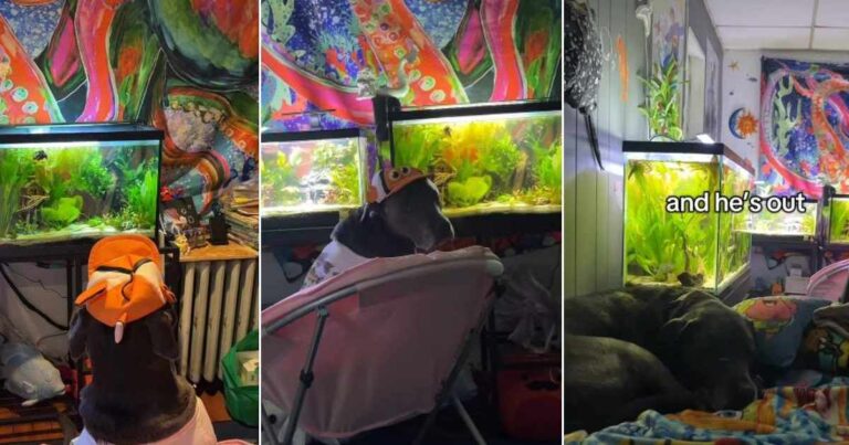 Video: Dog's Favorite Time of the Day Is 'Fish Watching' – DogTime