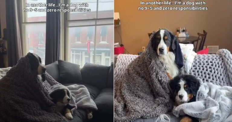 Video: Dogs Get Extra Comfy While Watching a Movie on a Winter Day – DogTime