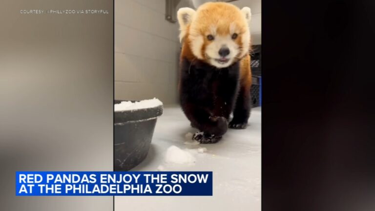 Adorable red panda digs treats out of snow at Philadelphia Zoo during weekend winter storm – 6ABC