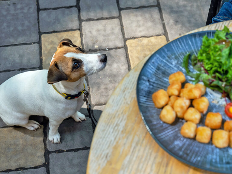 Can Dogs Eat Tater Tots? Here's What to Know – Kinship