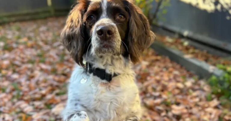 Four cute dogs from Dogs Trust looking for new homes near Swindon | Wiltshire Times