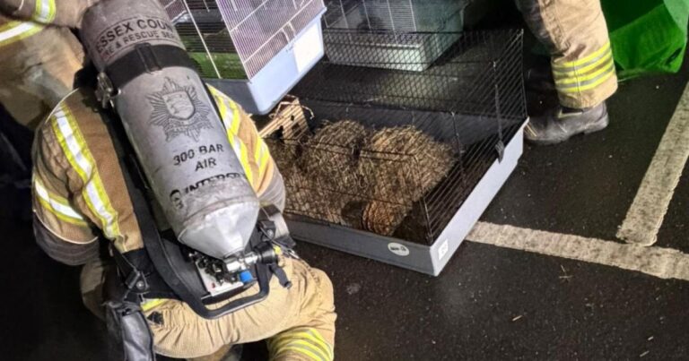 Essex Pets at Home animals rescued after Harlow fire – Southend Echo