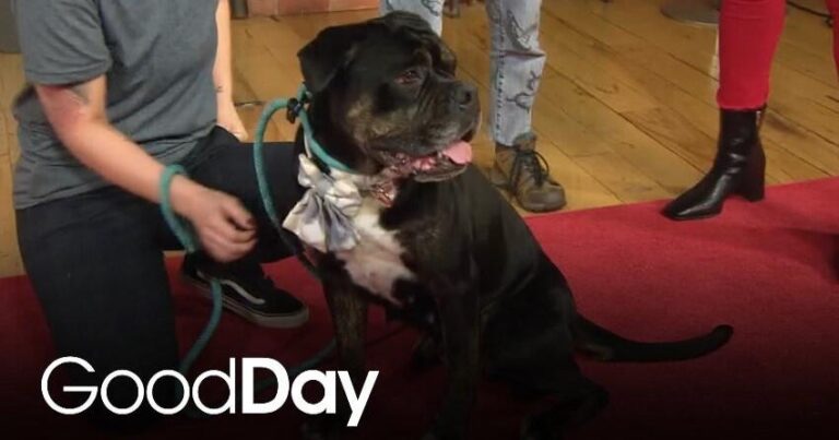 This adorable dog is looking for his forever home! | Pet of the Week – CBS News