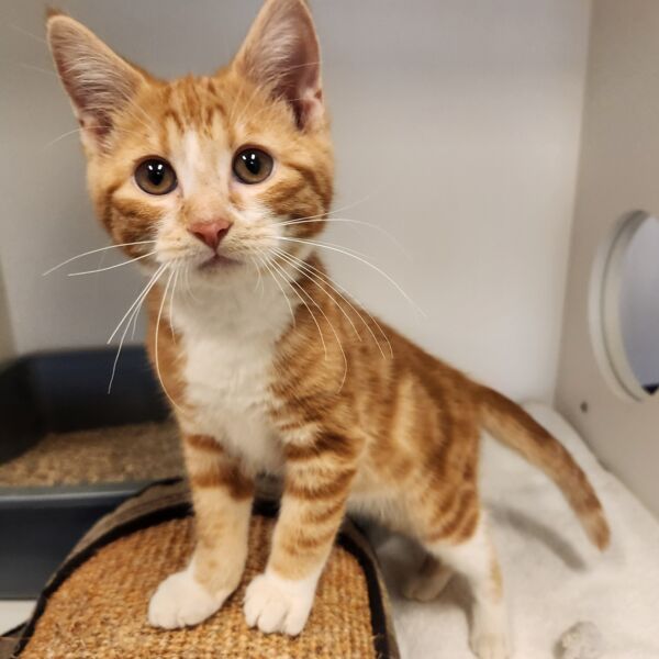 Rowan Male Kitten – Adopt A Pet – Castanet.net