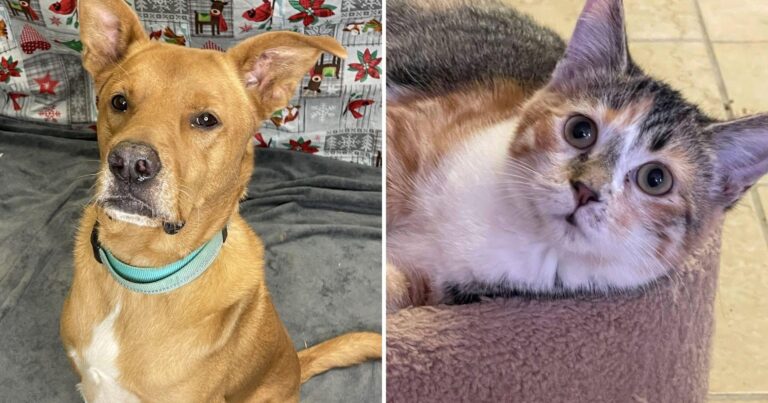 Meet the A.R.K. Pets of the Week from Lacon Illinois – The Pantagraph
