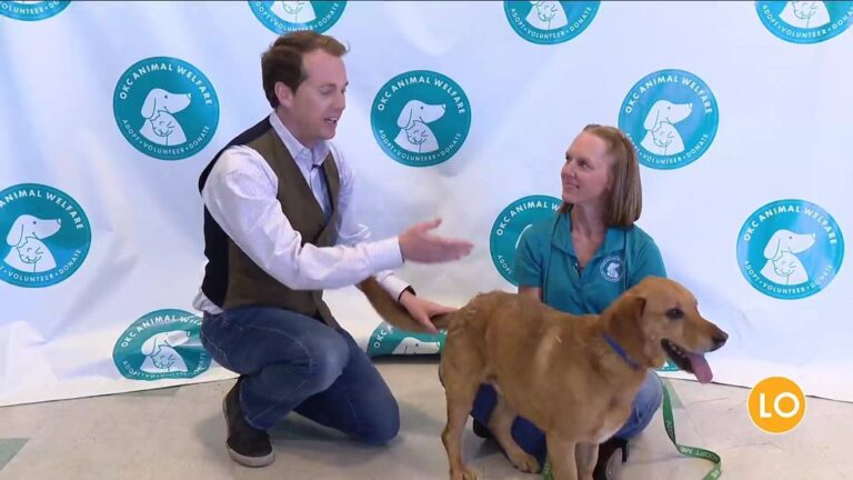 Paws for thought: Meet this week's adorable adoptable pet from OKC Animal Welfare