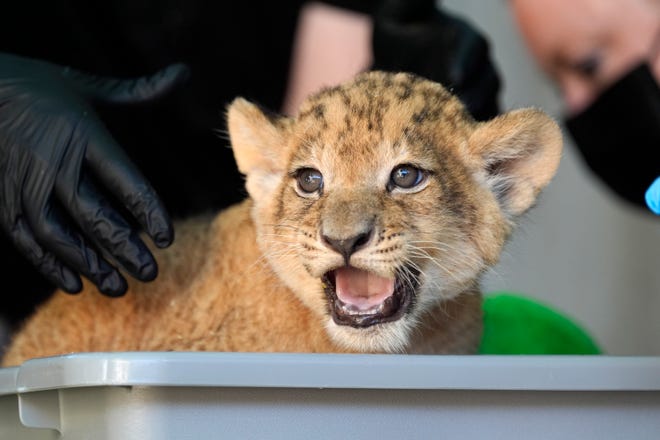 The cutest photos of animals around Oklahoma