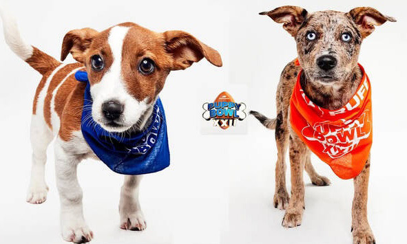 Area rescue dogs selected for national Puppy Bowl – Mon Valley Independent