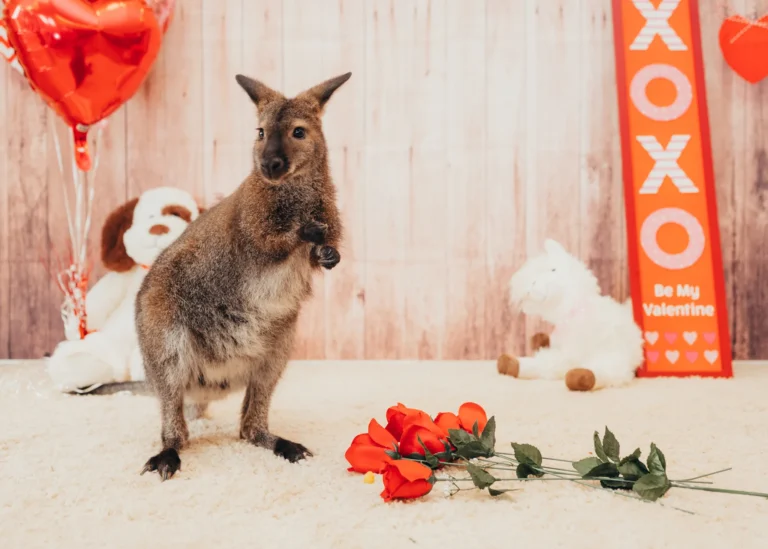 Virginia is for Animal Lovers: 7 Valentine's Day Dates to Prove It