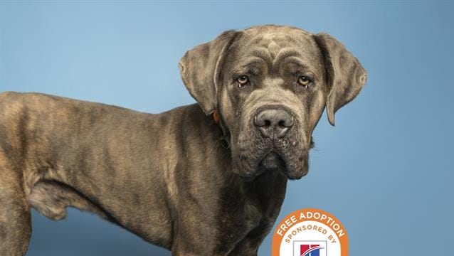 Ricardo and more pets are up for adoption in Phoenix-area shelters