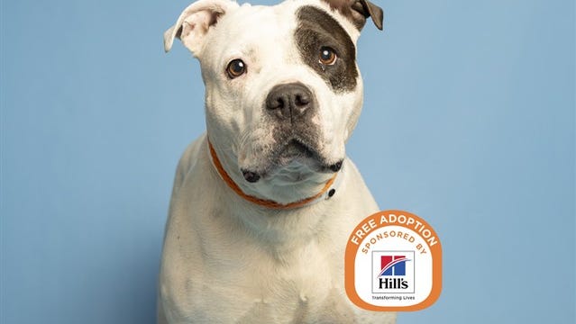 Sunshine and more pets are up for adoption in Phoenix-area shelters – The Arizona Republic