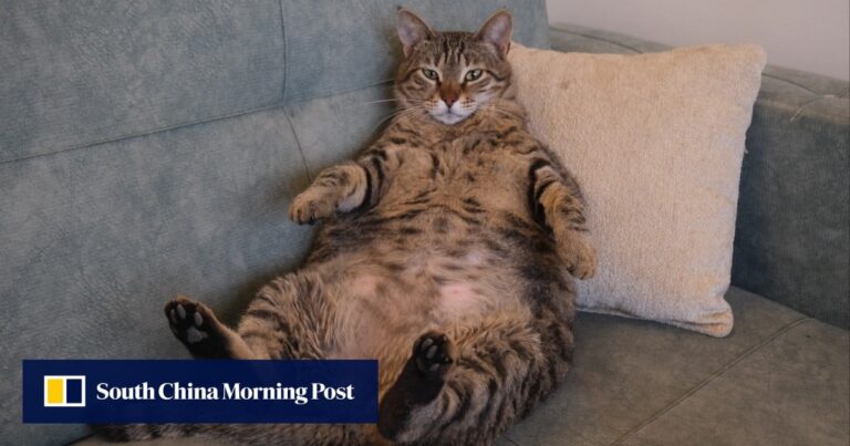Meow or never: China's pudgy pets spark race for weight-loss drugs