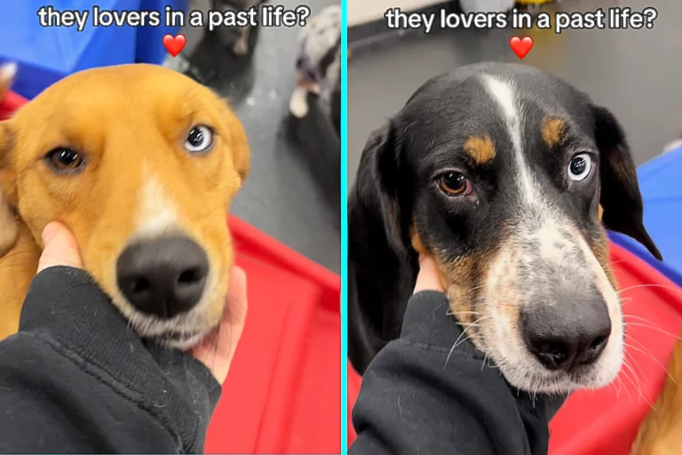 Adorable dogs with same rare eye condition have become inseparable – What's The Jam