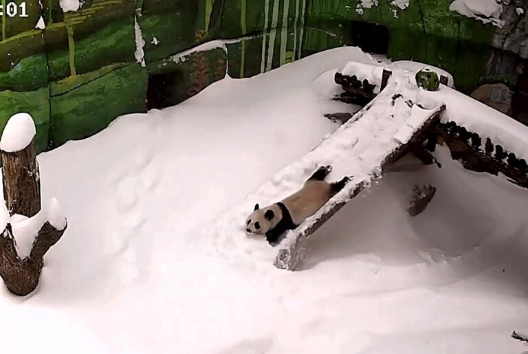 Adorable panda steals hearts playing in snow – What's The Jam