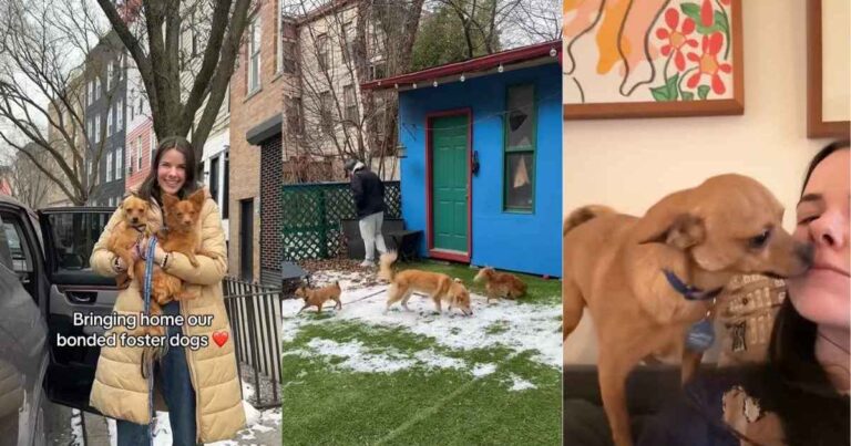 'Bonded Foster Dogs' Exploring New Home Is Too Heartwarming – DogTime