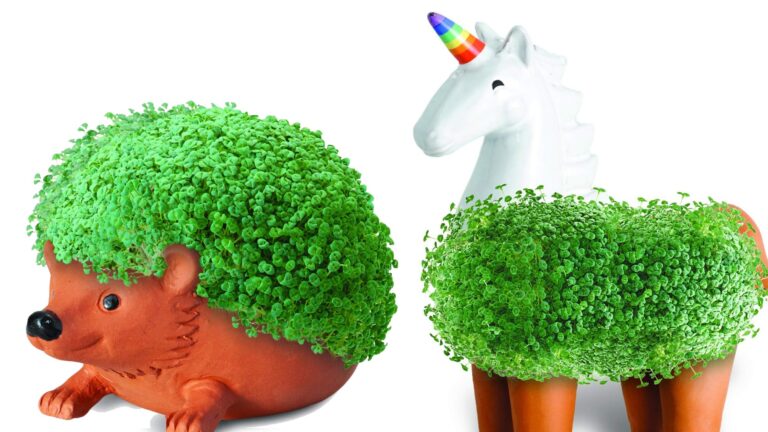 Chia Pets Are Getting Their Own Movie – ComicBook.com